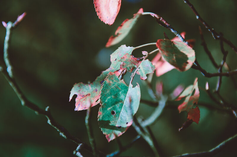 autumn leaves on a branch
