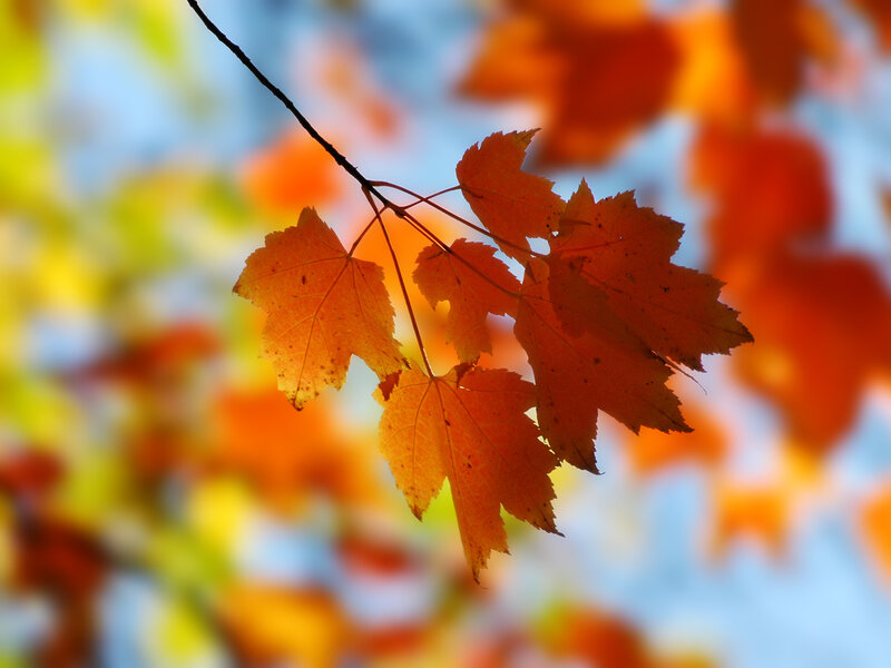 Autumn leaves on a branch