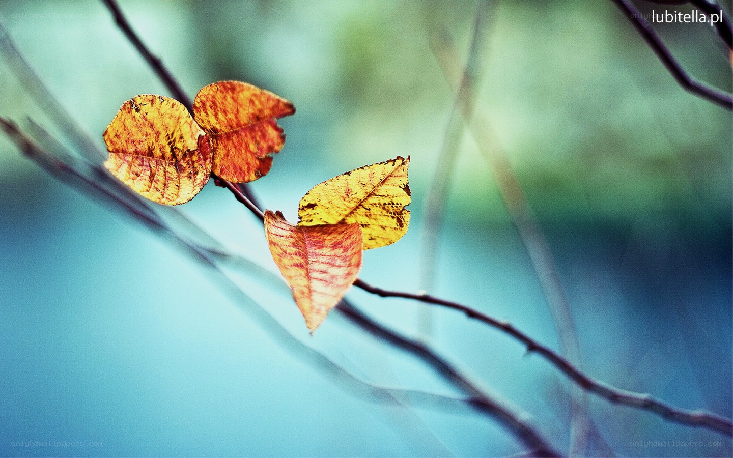 Autumn leaves on a branch