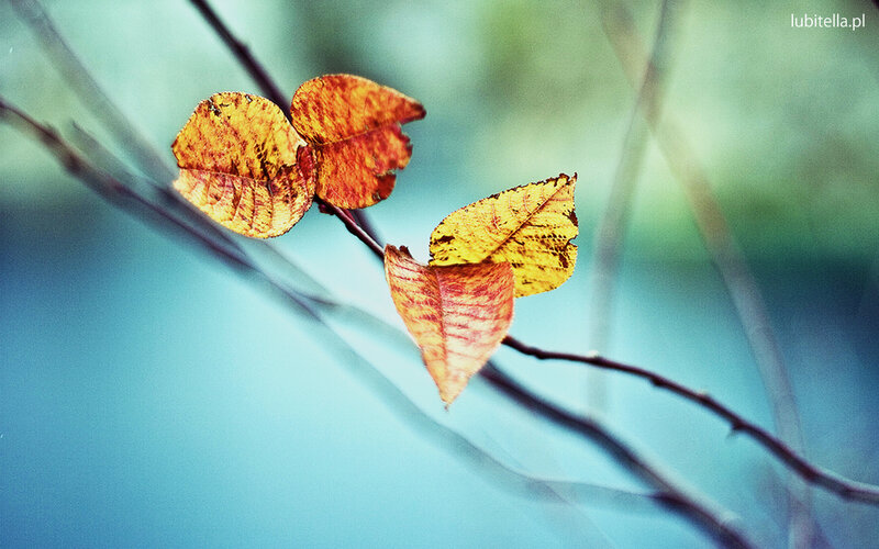 Autumn leaves on a branch