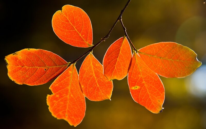 Autumn leaves on a branch
