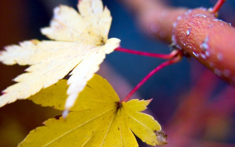 Autumn leaves on a branch