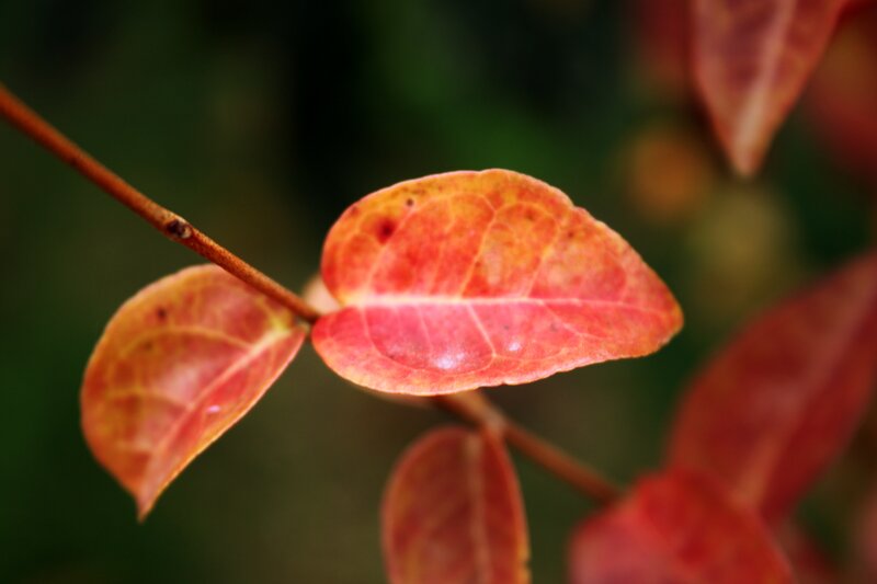 autumn leaves on a branch