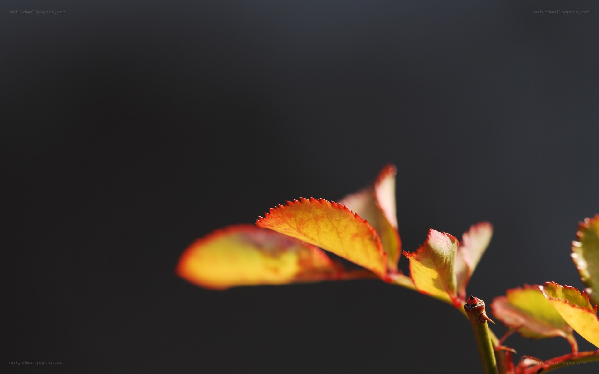 autumn leaves on a branch