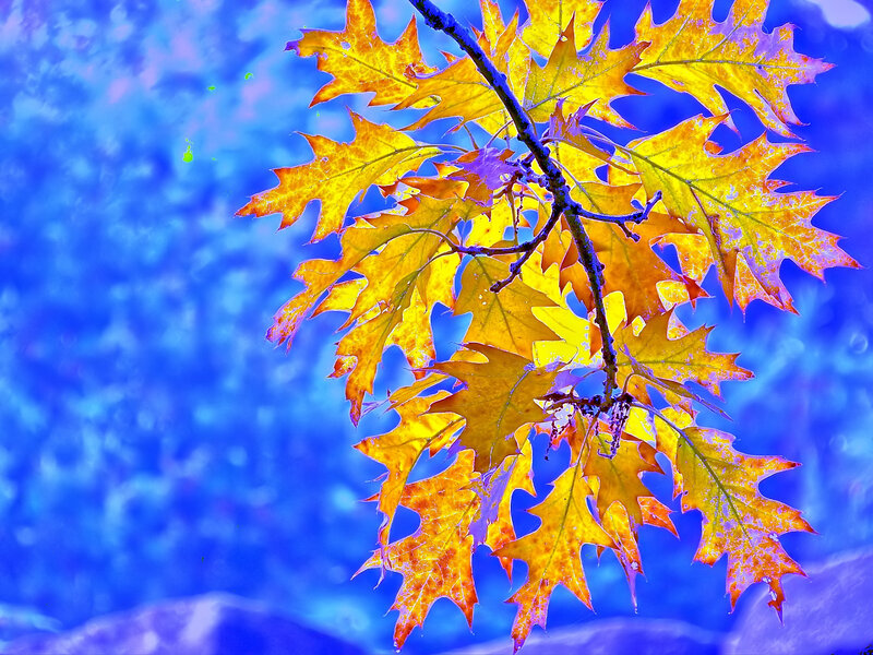 Autumn leaves on a branch