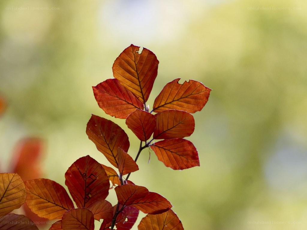 Autumn leaves on a branch