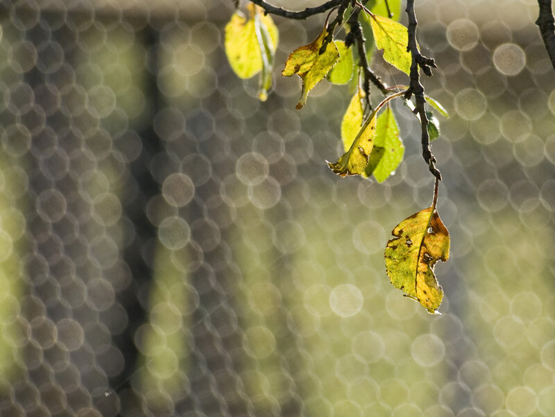 Autumn leaves on a branch