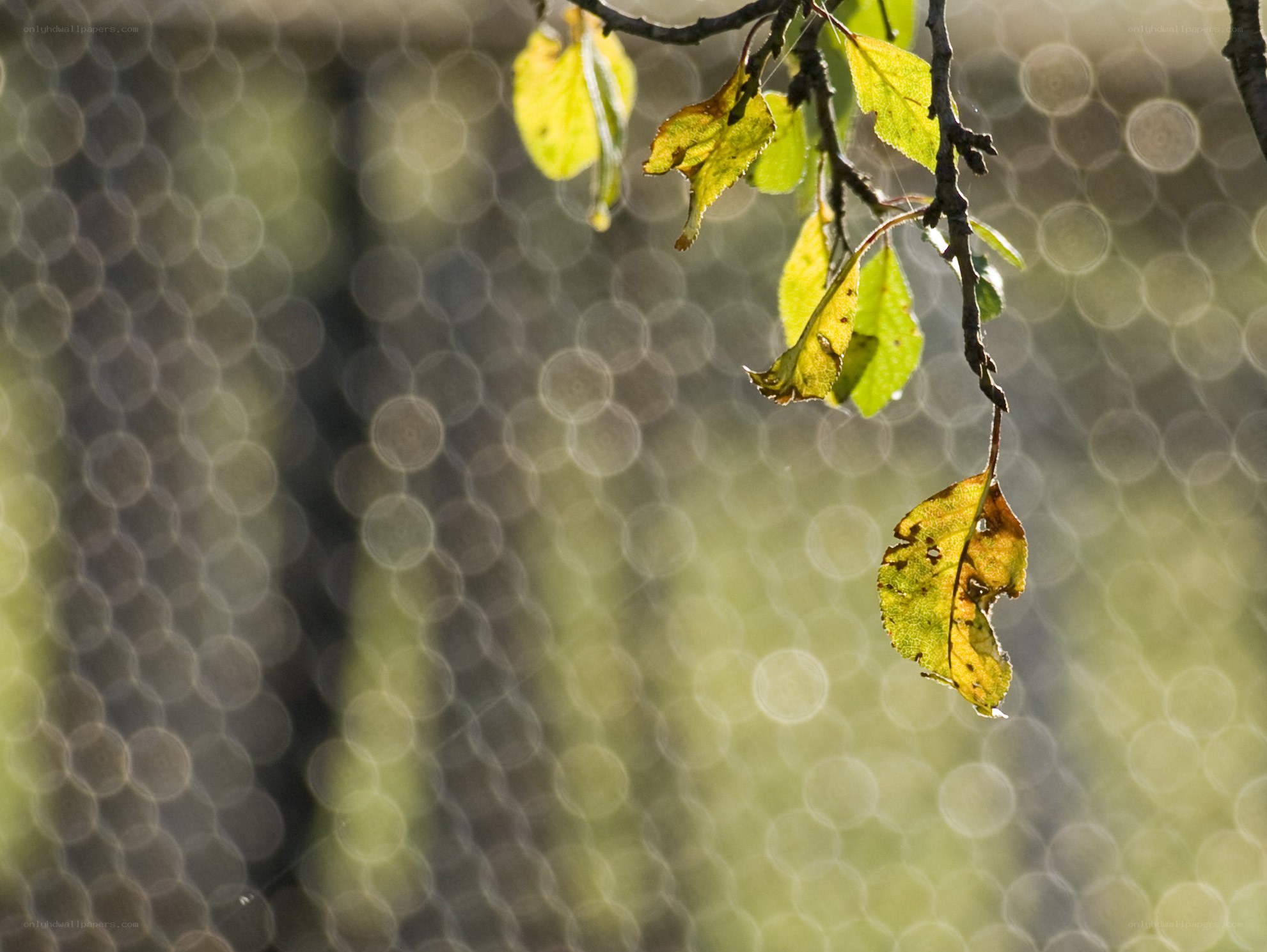 Autumn leaves on a branch