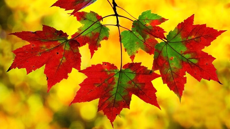 autumn leaves on a branch