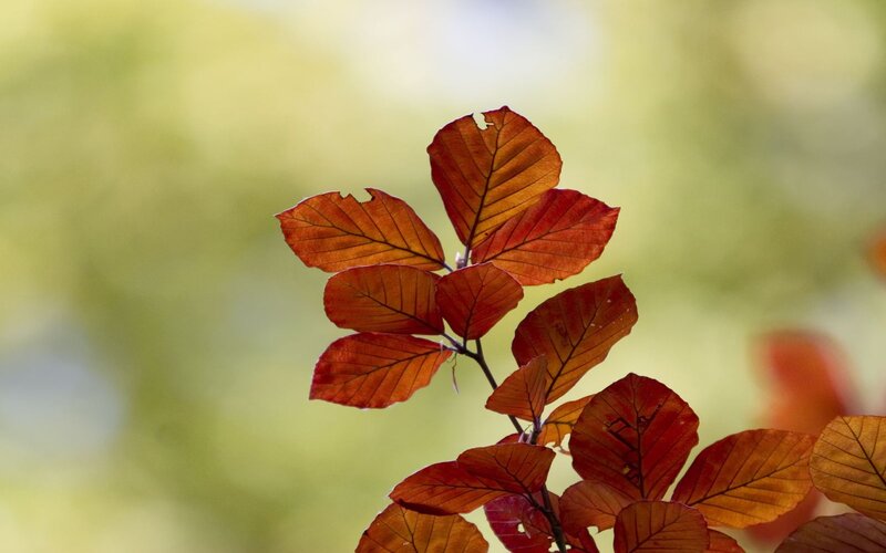 autumn leaves on a branch