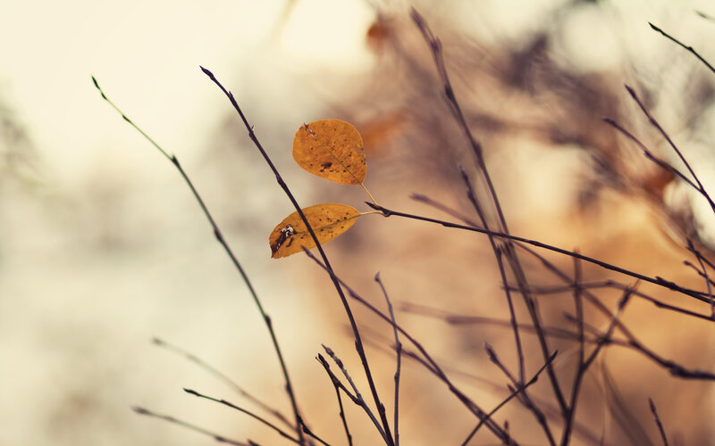 autumn leaves on a branch