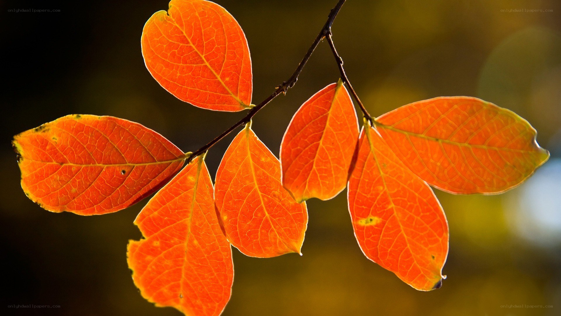 autumn leaves on a branch