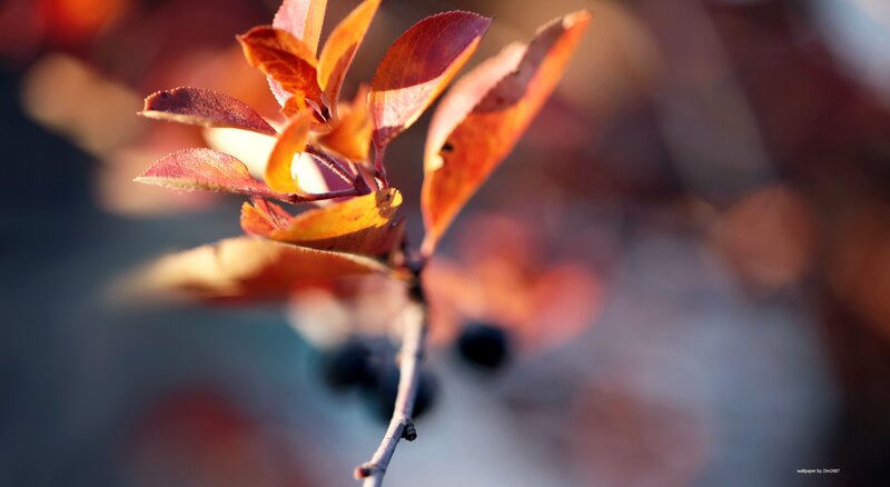Autumn leaves on a branch