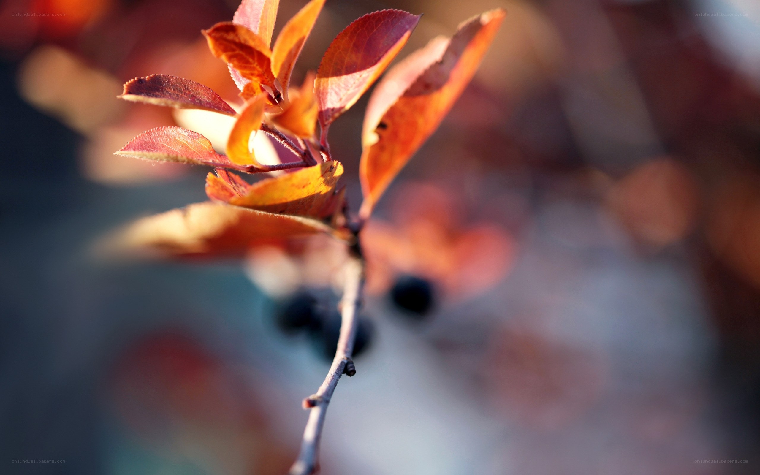 Autumn leaves on a branch