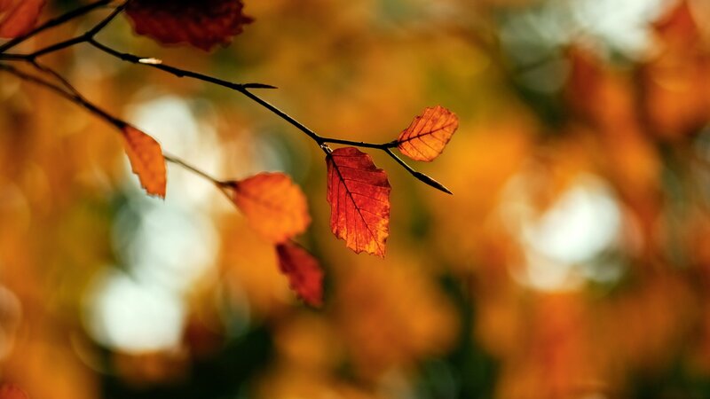 autumn leaves on a branch