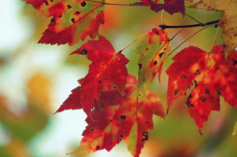 autumn leaves on a branch