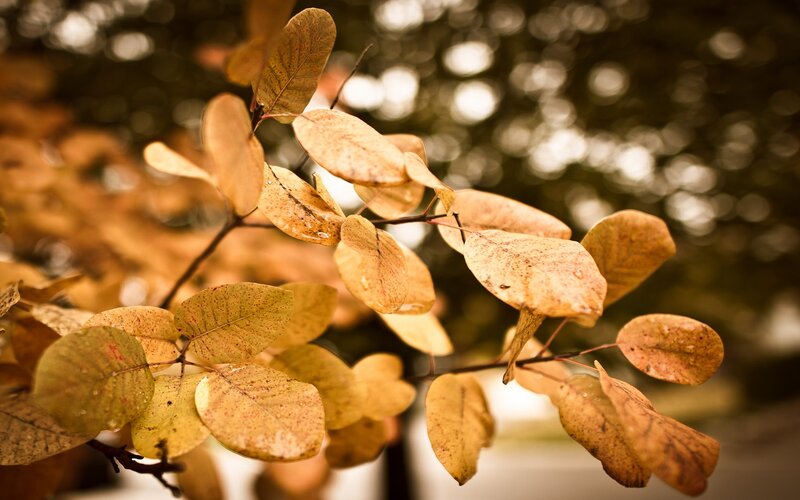 autumn leaves on a branch