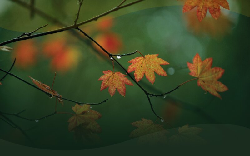 autumn leaves on a branch