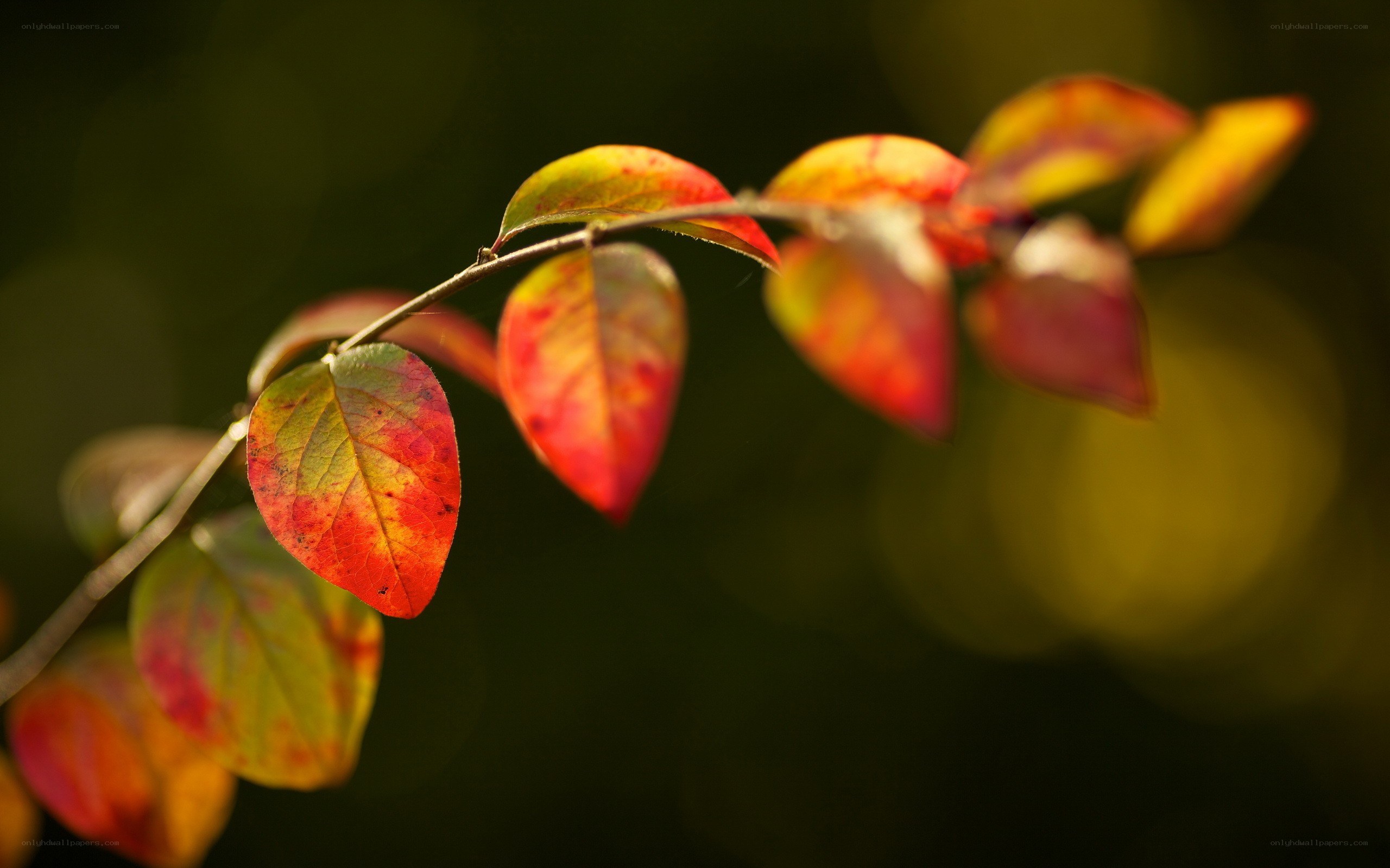 autumn leaves on a branch
