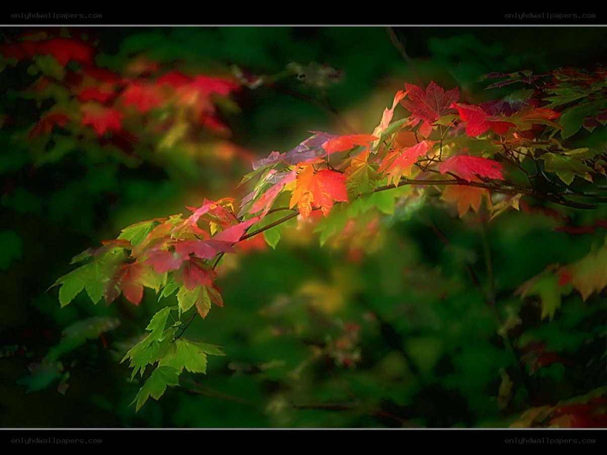 Autumn leaves on a branch
