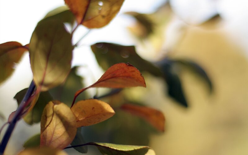 Autumn Leaves on a Branch — Green
