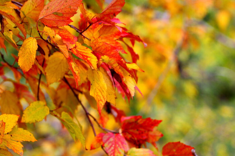 Autumn Leaves on a Branch — Red