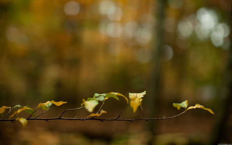 Autumn Leaves on a Branch — Yellow, Serene, Photograph, Forest