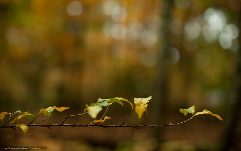 Autumn Leaves on a Branch — Yellow, Serene, Photograph