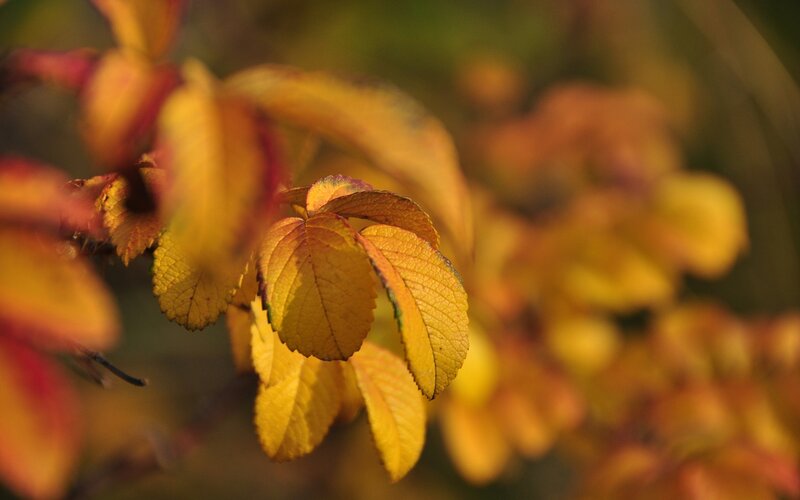 Autumn Leaves on a Branch — Yellow, Serene
