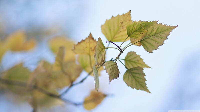 Autumn Leaves on a Branch — Yellow