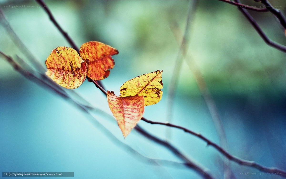 Autumn leaves on a branch