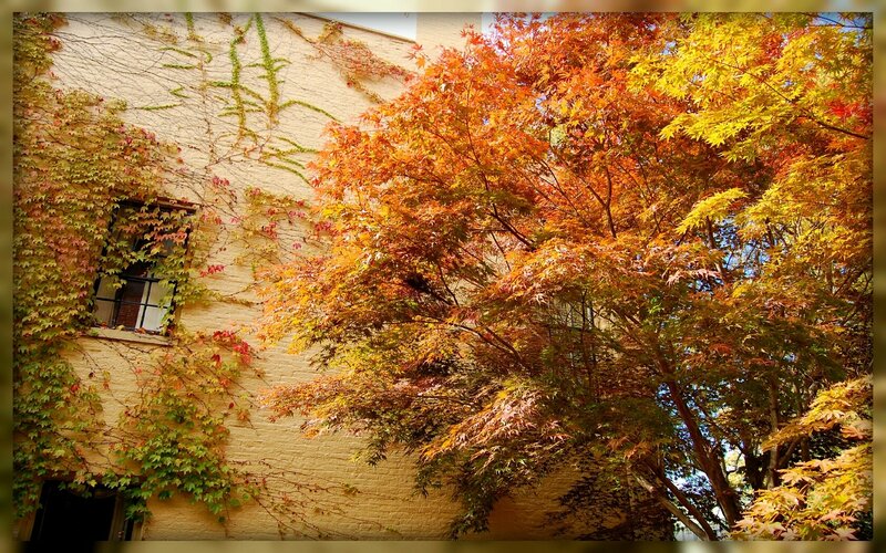 Autumn leaves on a brick building