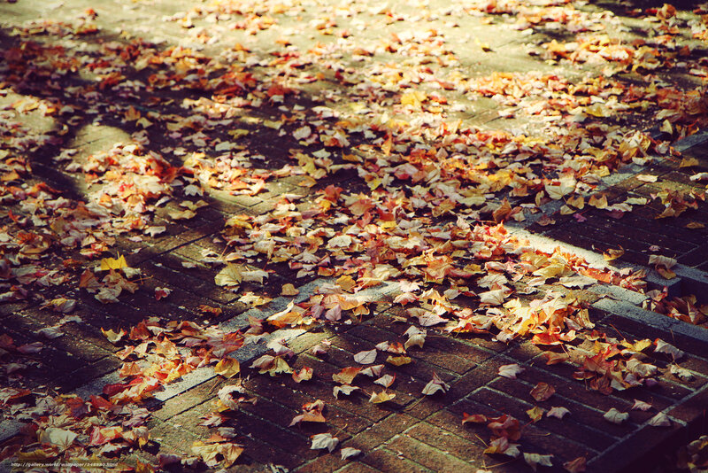 Autumn leaves on a brick path