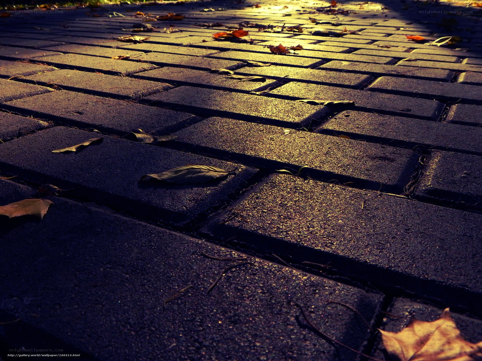 Autumn leaves on a brick path