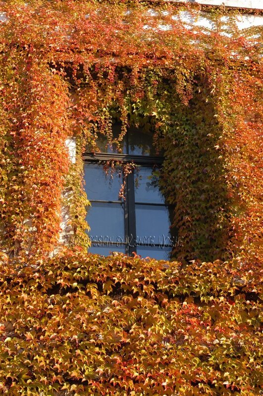 Autumn leaves on a building