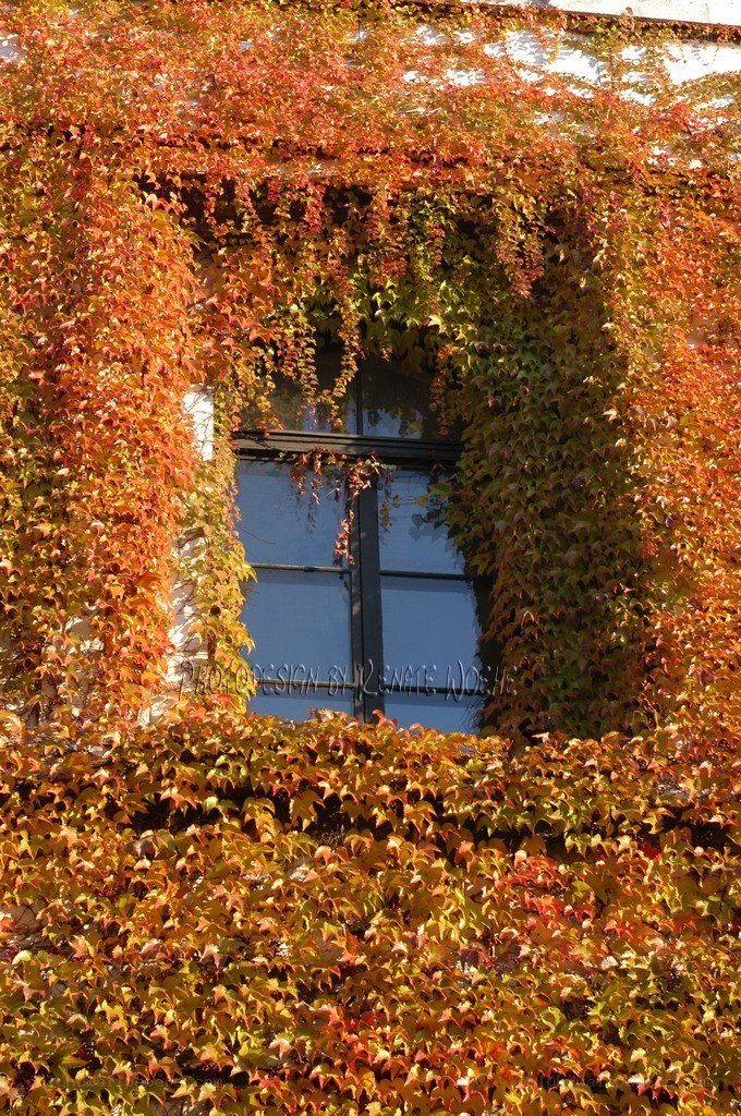 Autumn leaves on a building