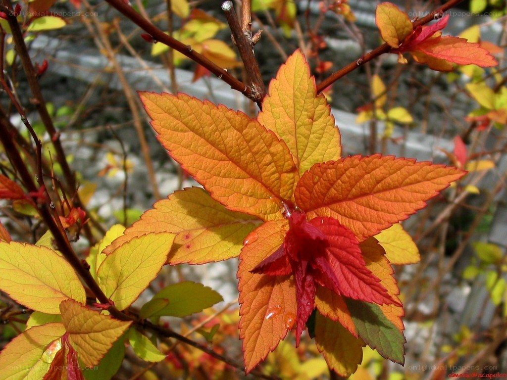 autumn leaves on a bush