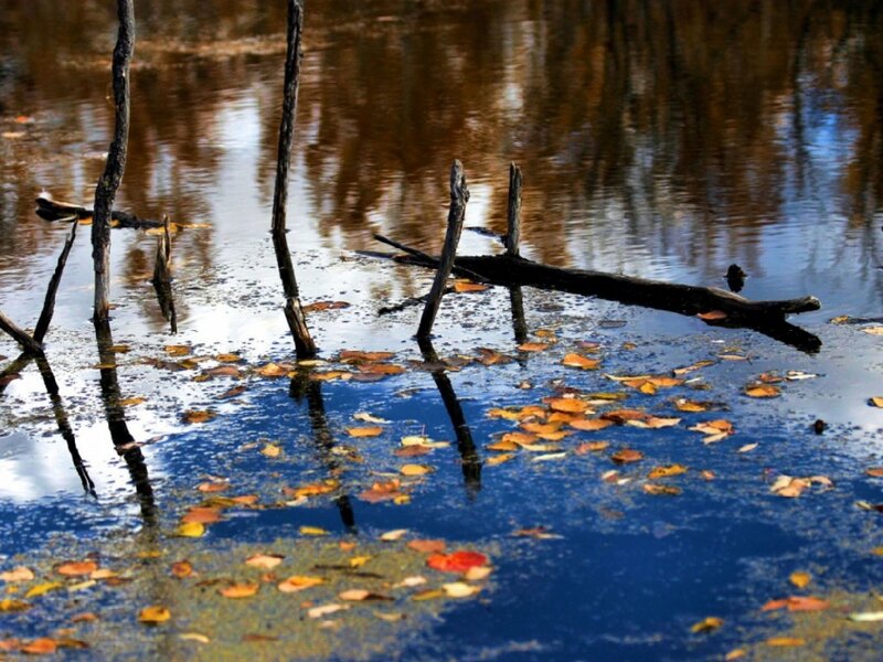 Autumn leaves on a calm pond