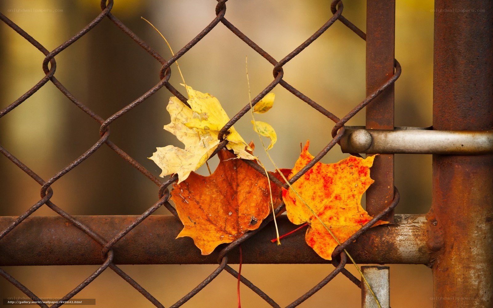 Autumn leaves on a chain-link fence