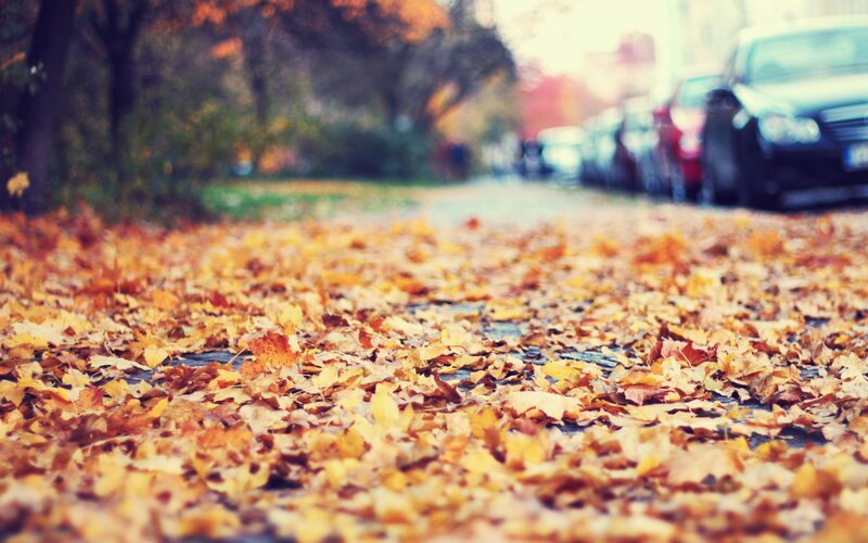 Autumn leaves on a city street
