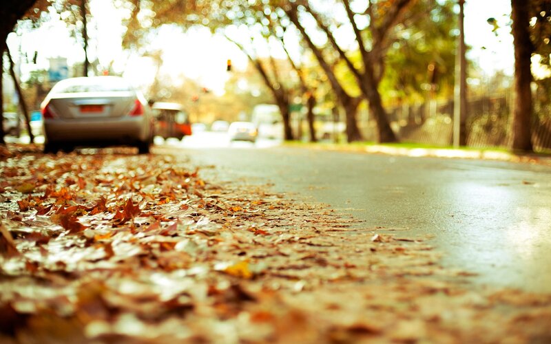 Autumn leaves on a city street