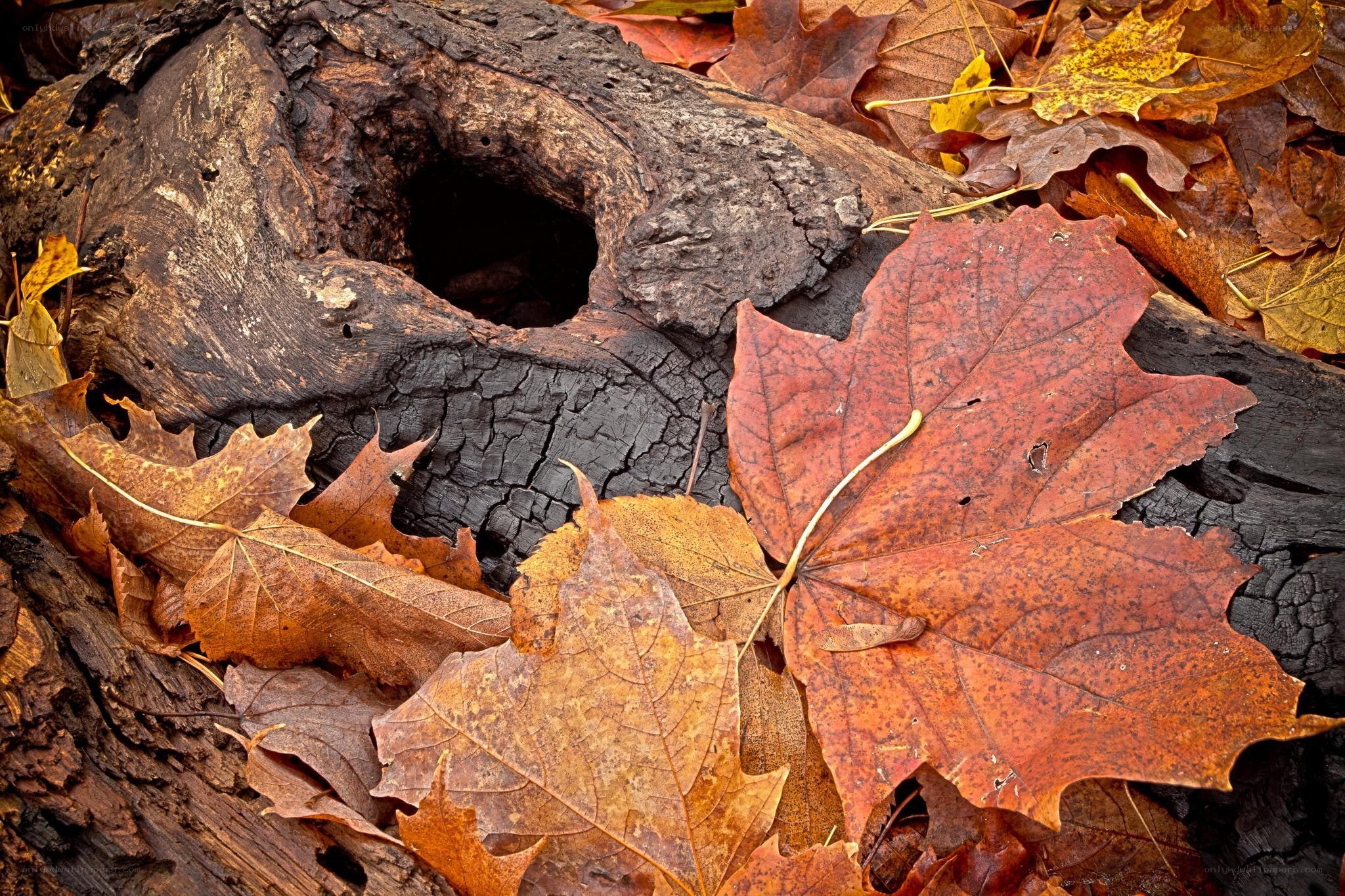 Autumn leaves on a decaying log