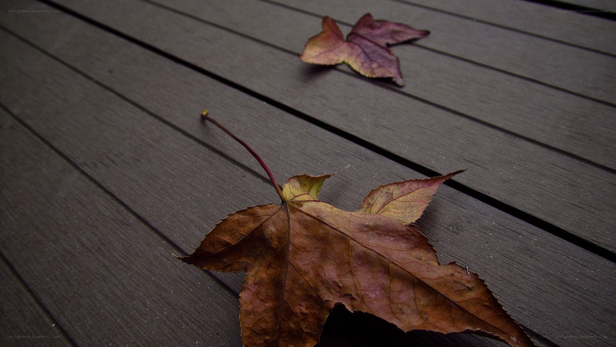 Autumn leaves on a deck