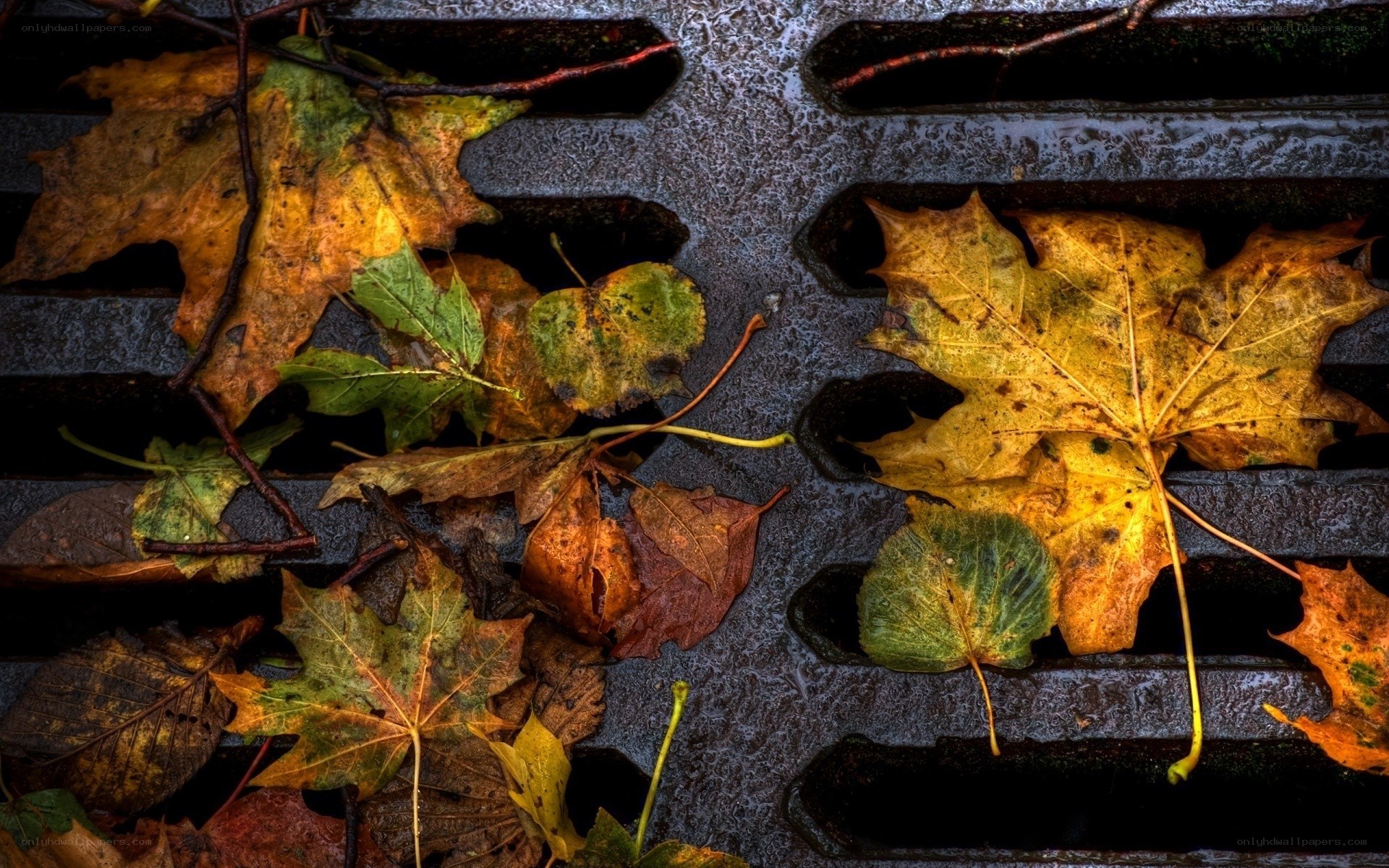 Autumn leaves on a drain grate