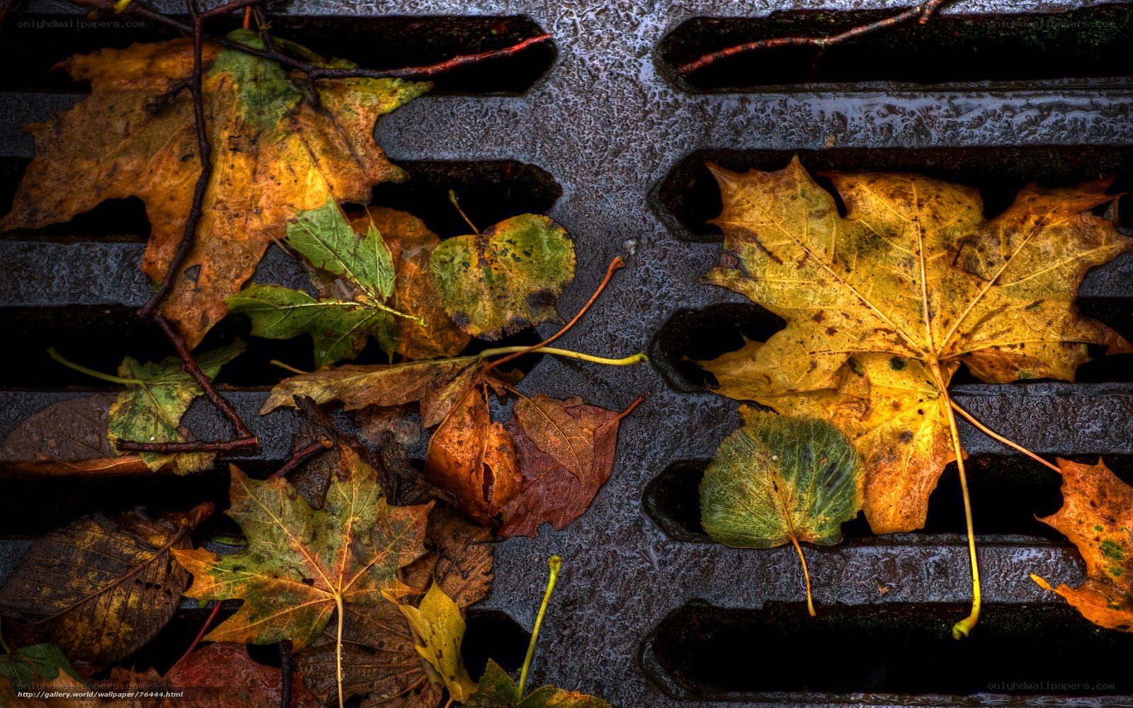 Autumn leaves on a drain grate