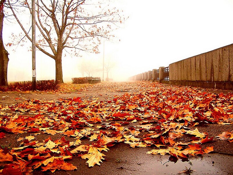 Autumn leaves on a foggy path