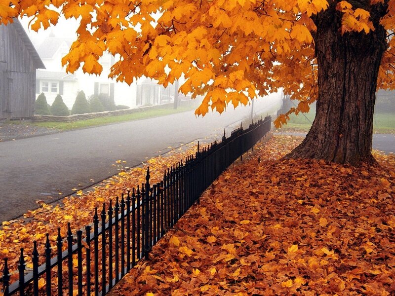 Autumn leaves on a foggy street