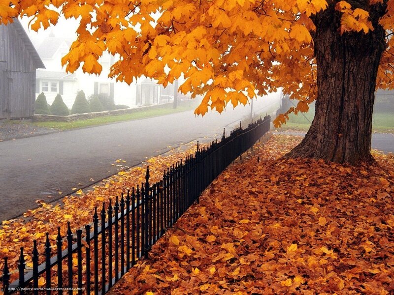 Autumn leaves on a foggy street