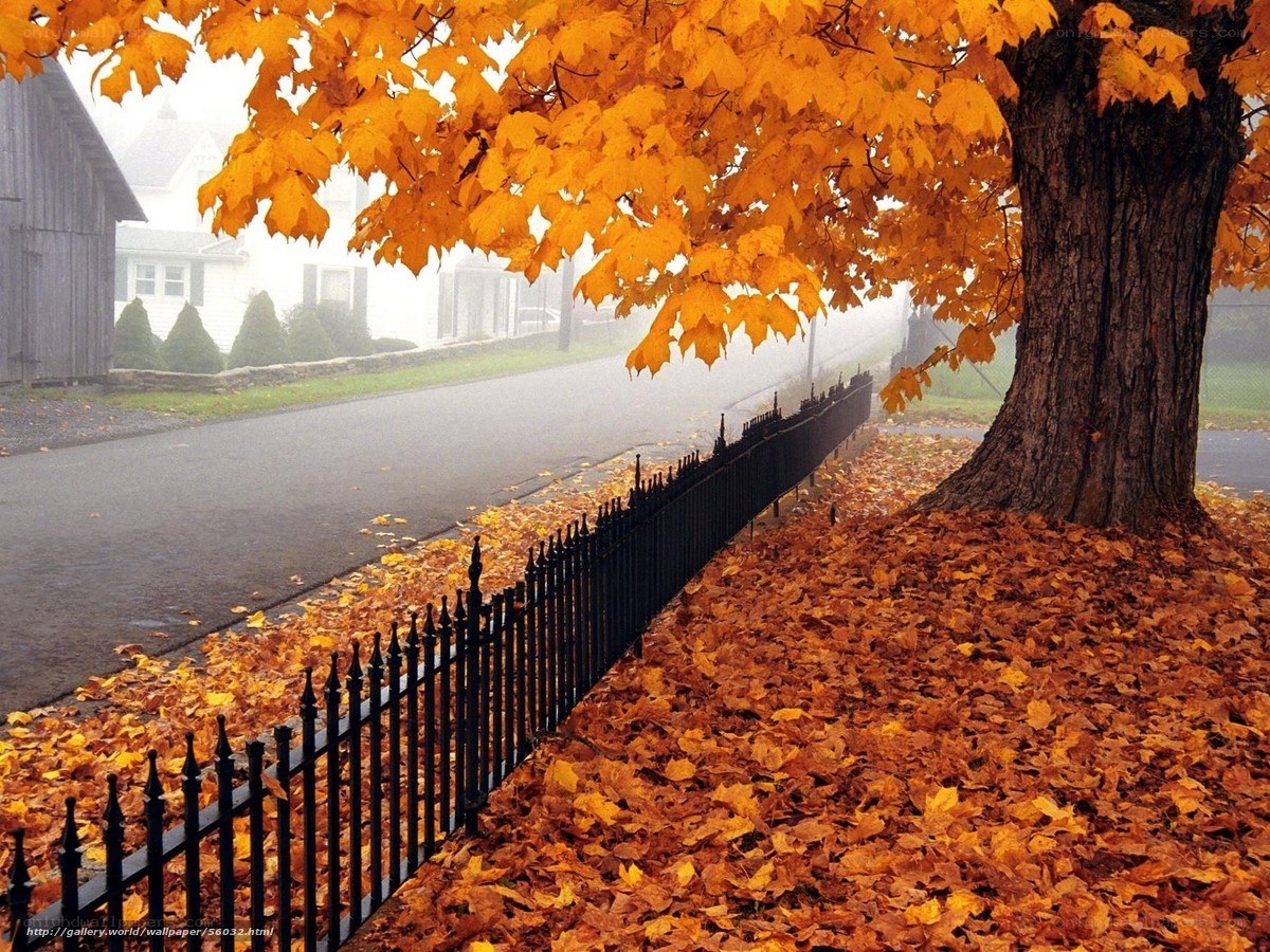 Autumn leaves on a foggy street