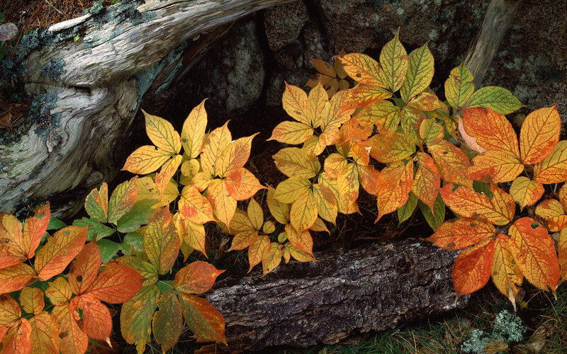 autumn leaves on a forest floor